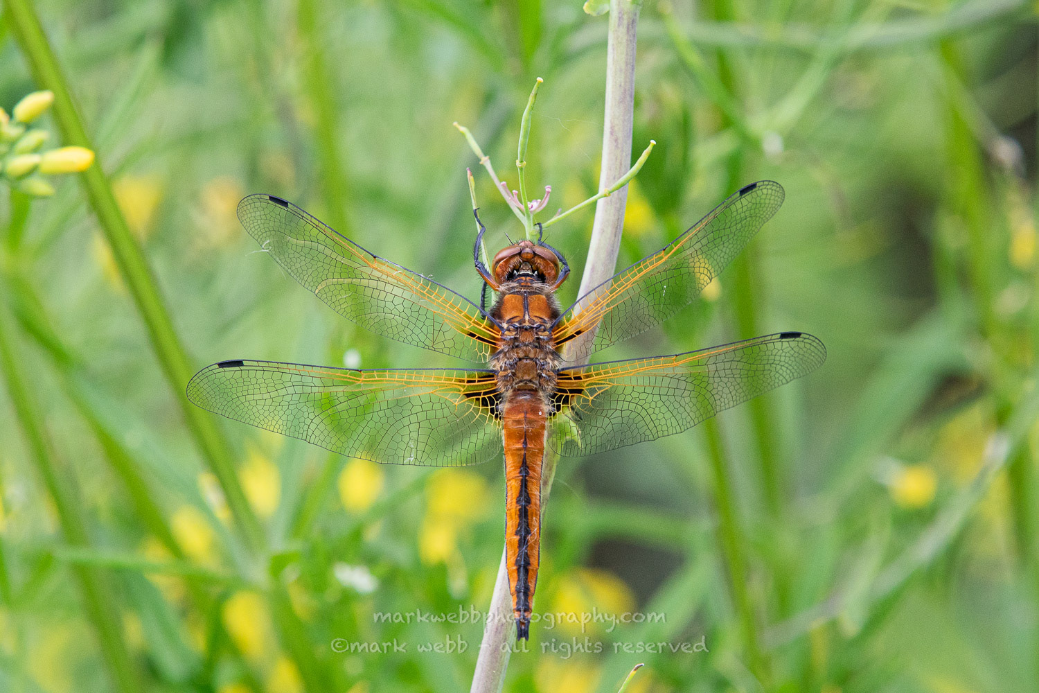 Male (Teneral / Newly Emerged)