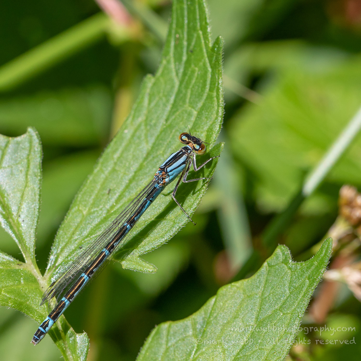 Female (Blue Form)