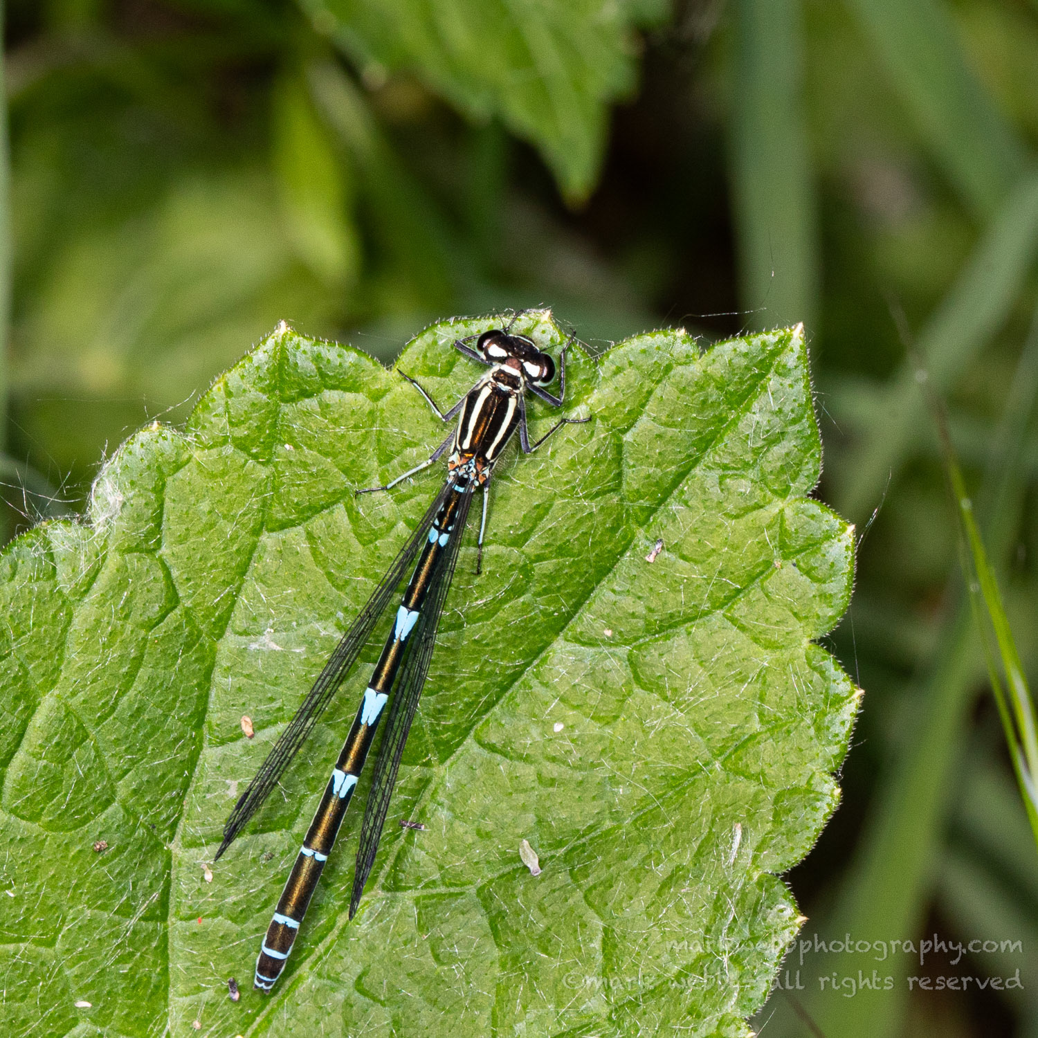 Female (Blue Form)