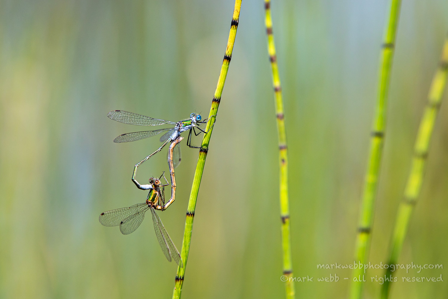 Mating