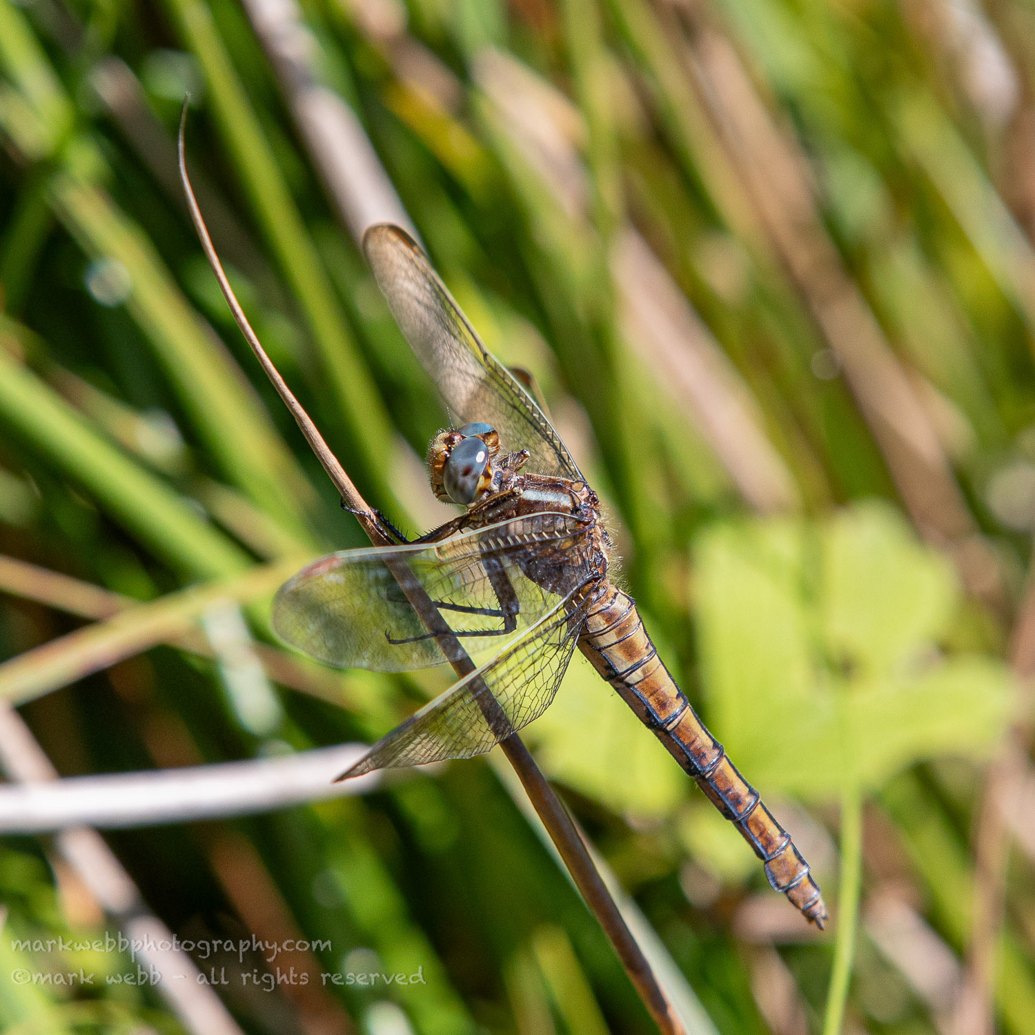 Female (Mature)