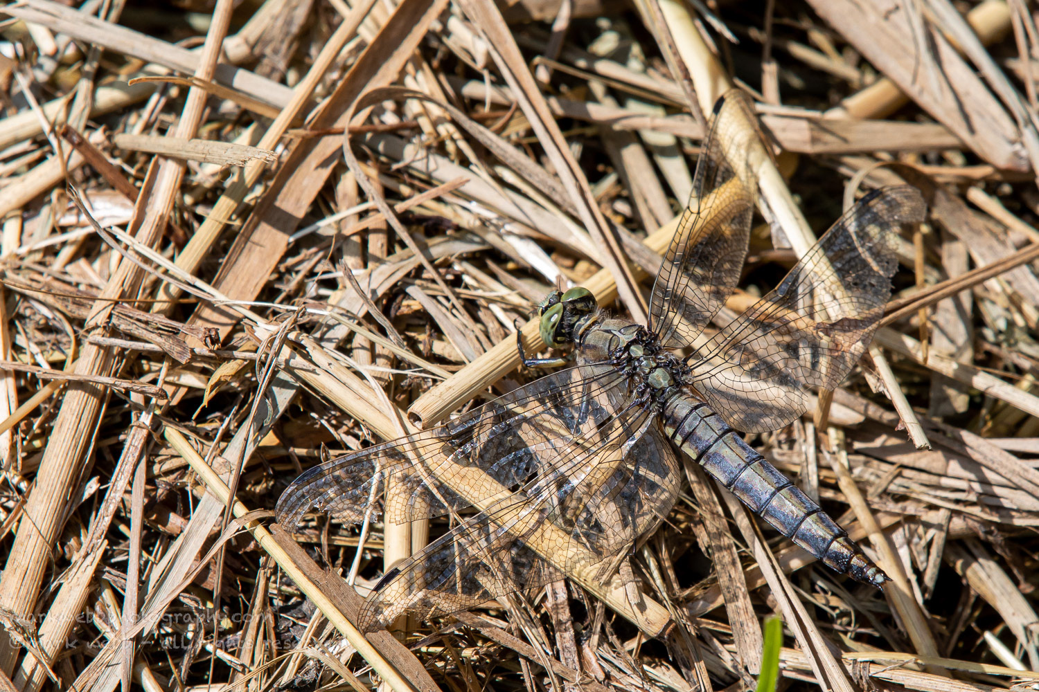 Female (Elderly)