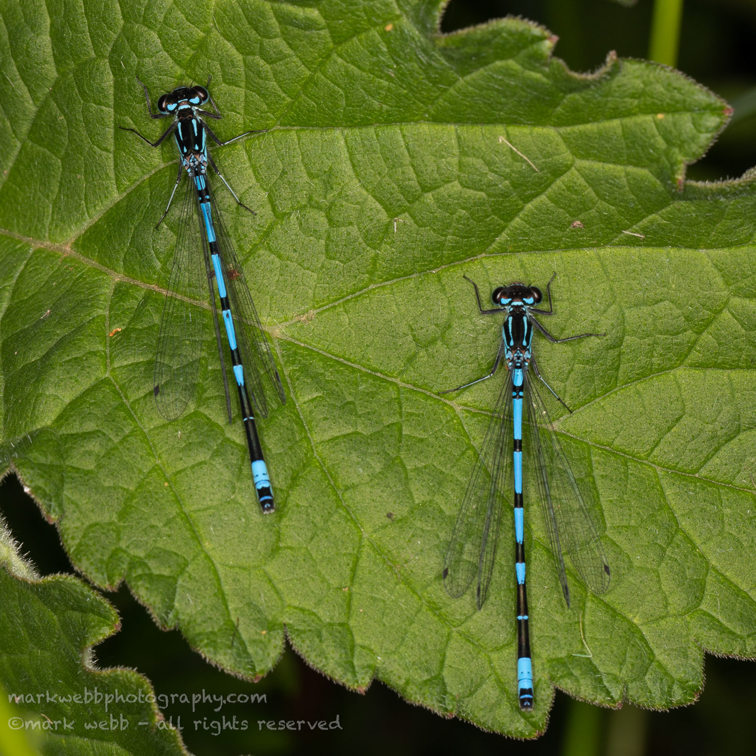 Both Males (Left one classic / Right one missing features)
