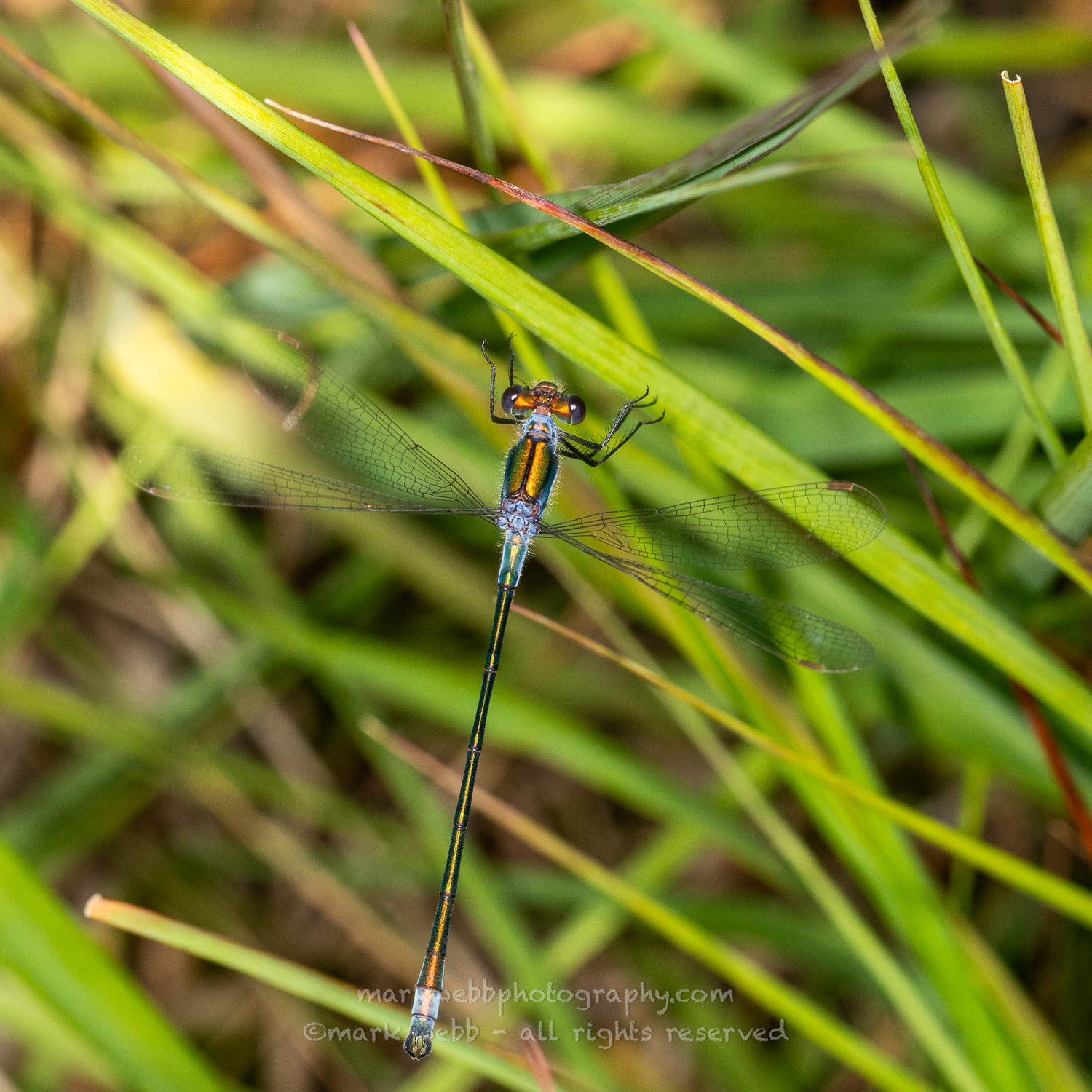Male (Just Landing)