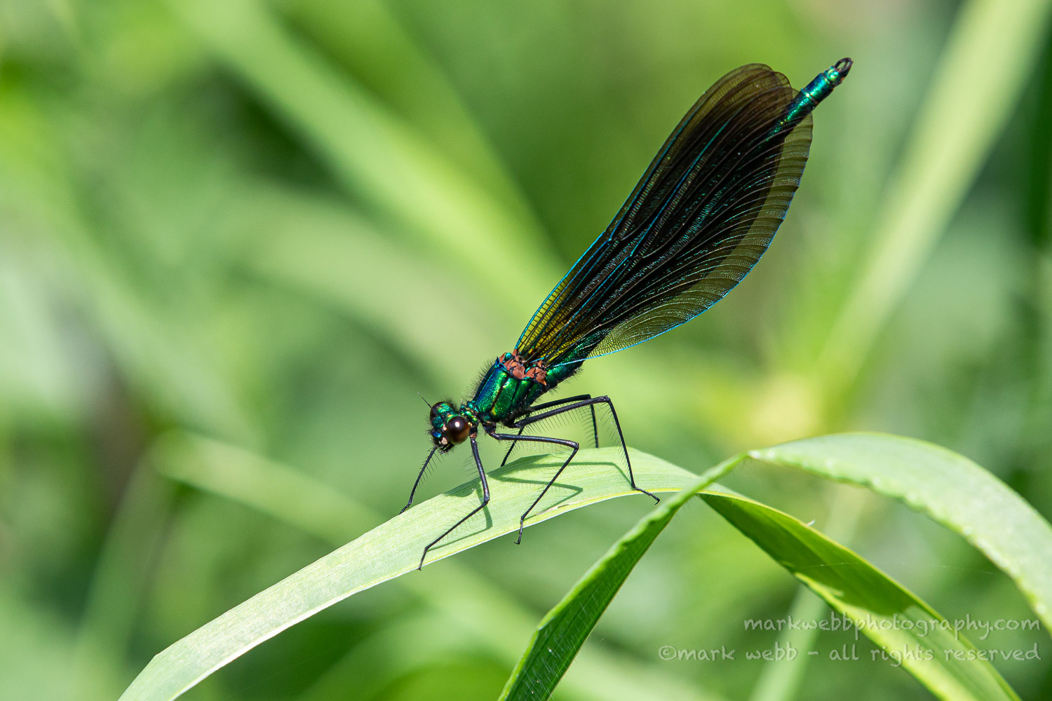 Male