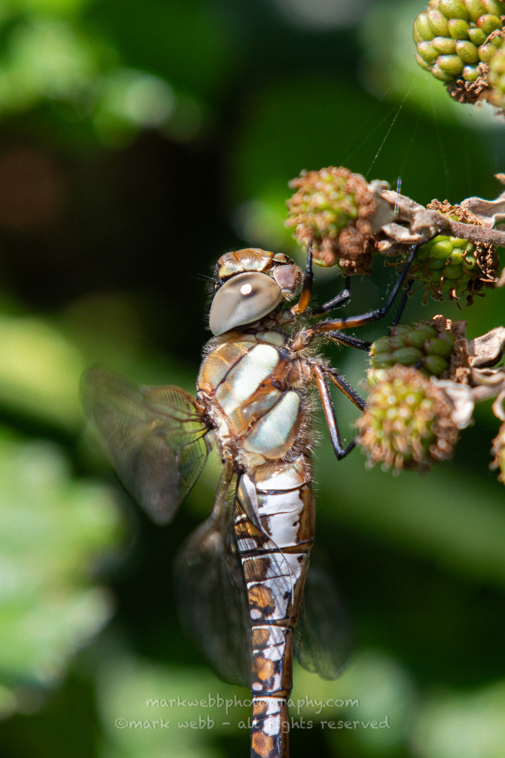 Female