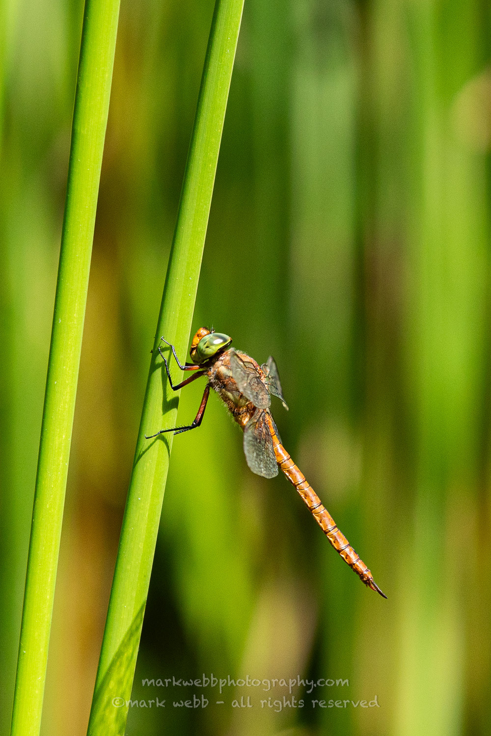 Male