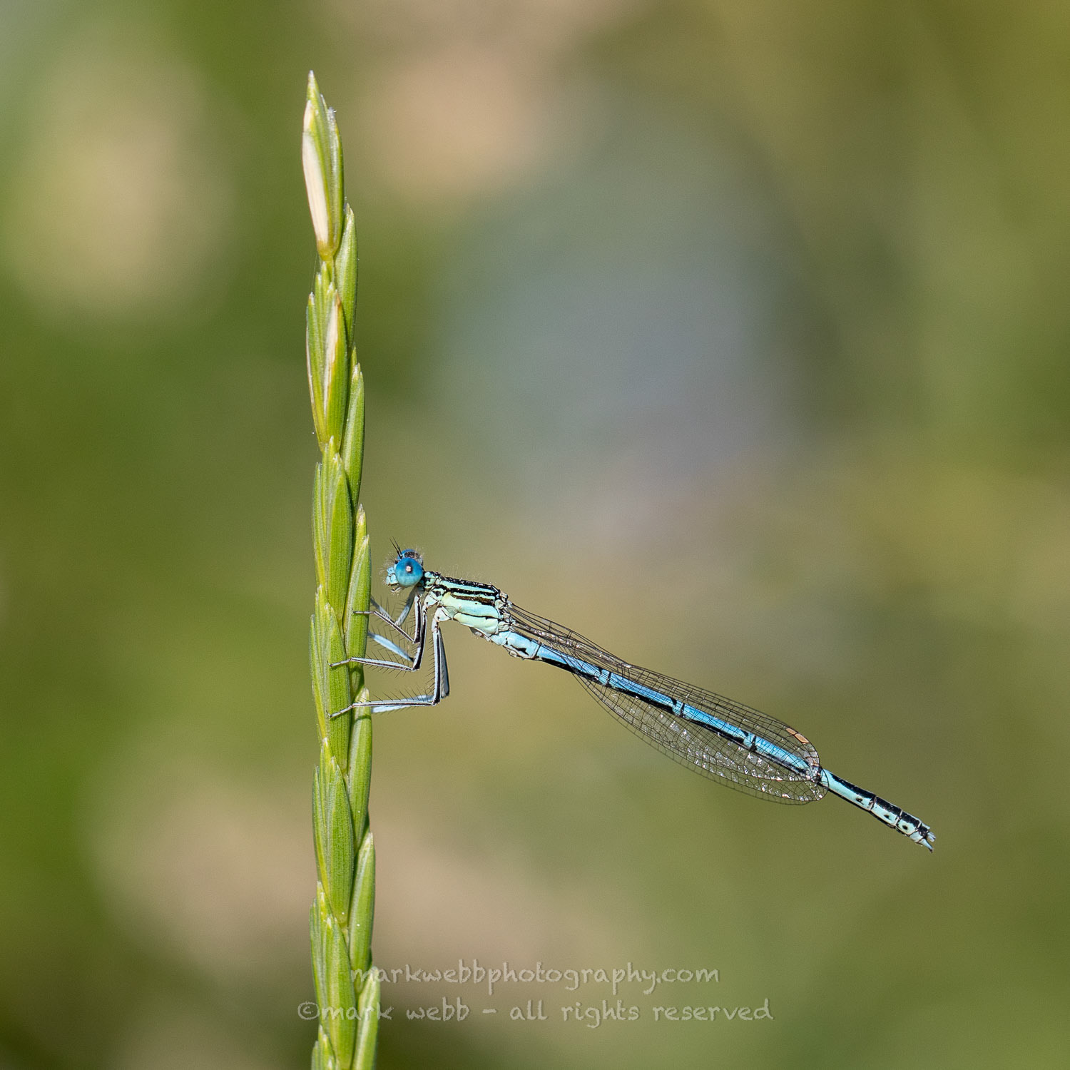 Male