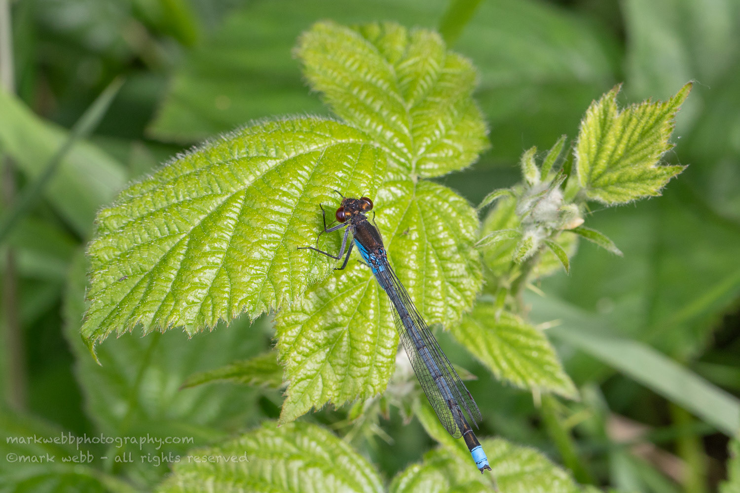 Male