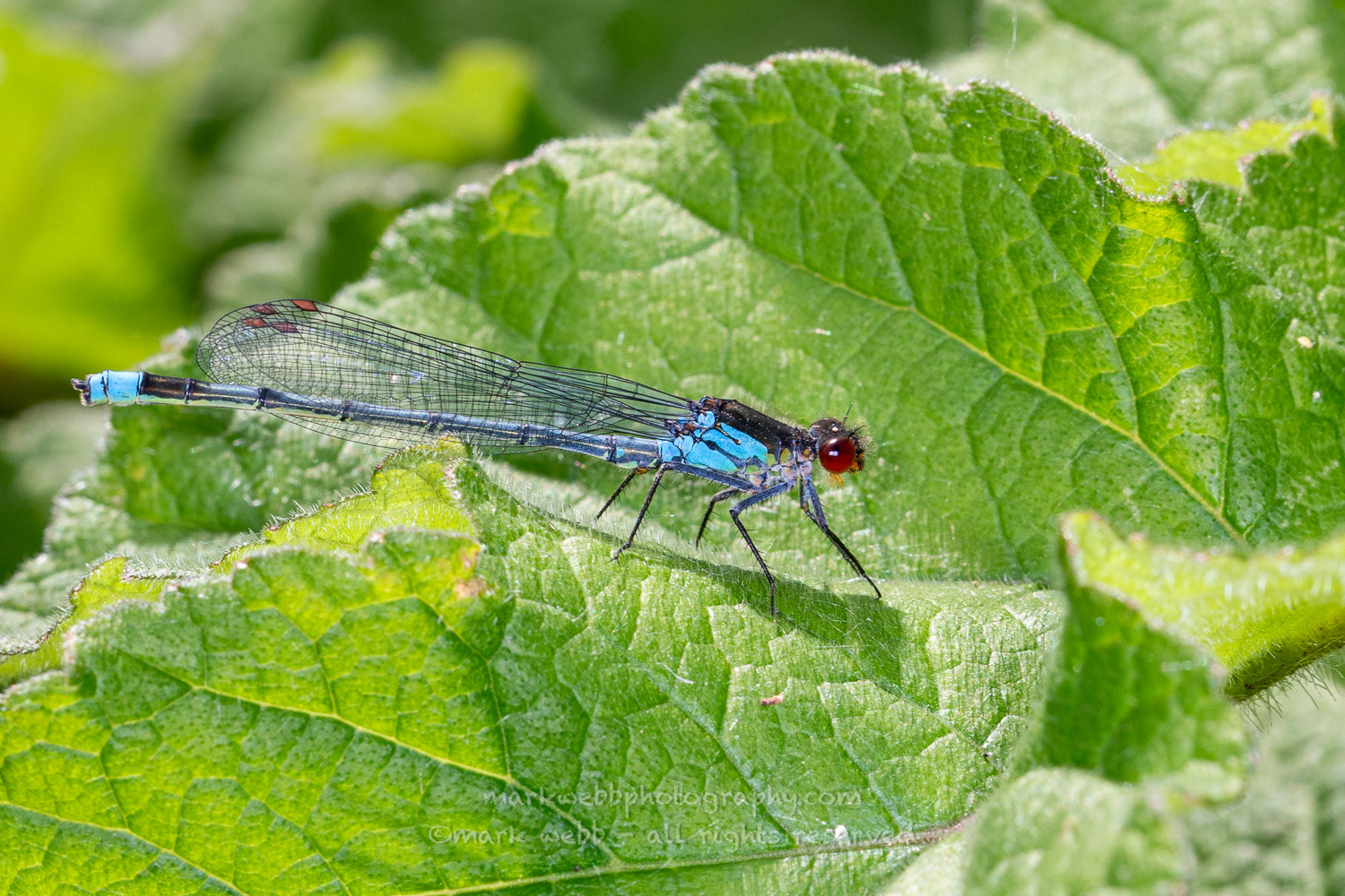 Male