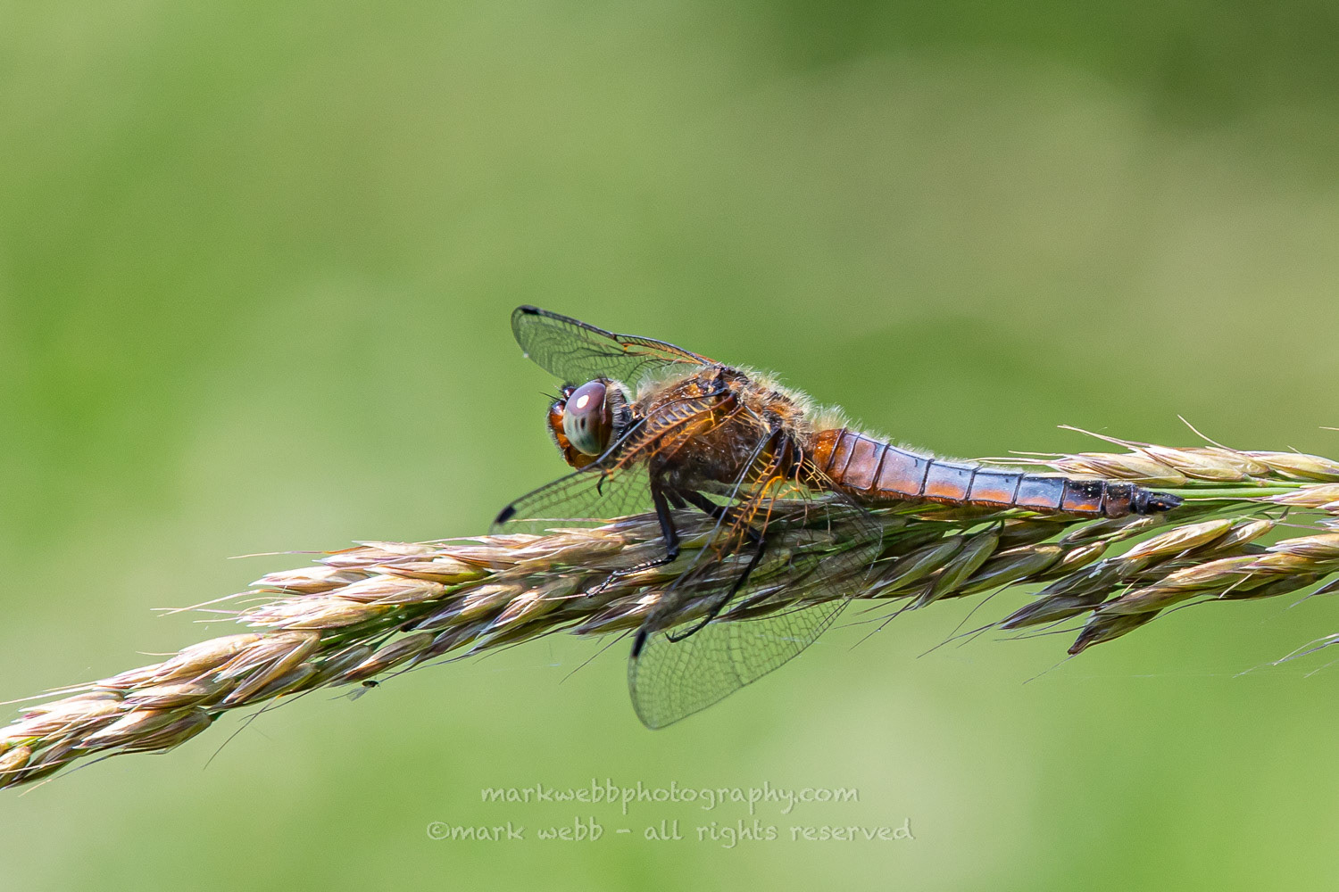 Male (Immature turning blue)