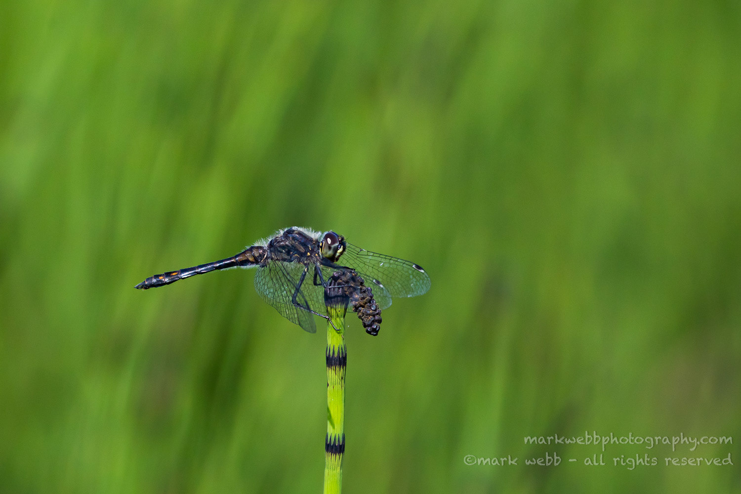 Male