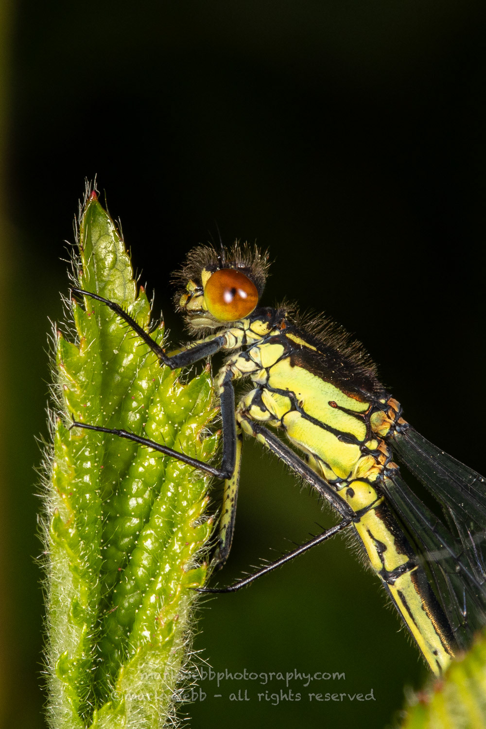 Female