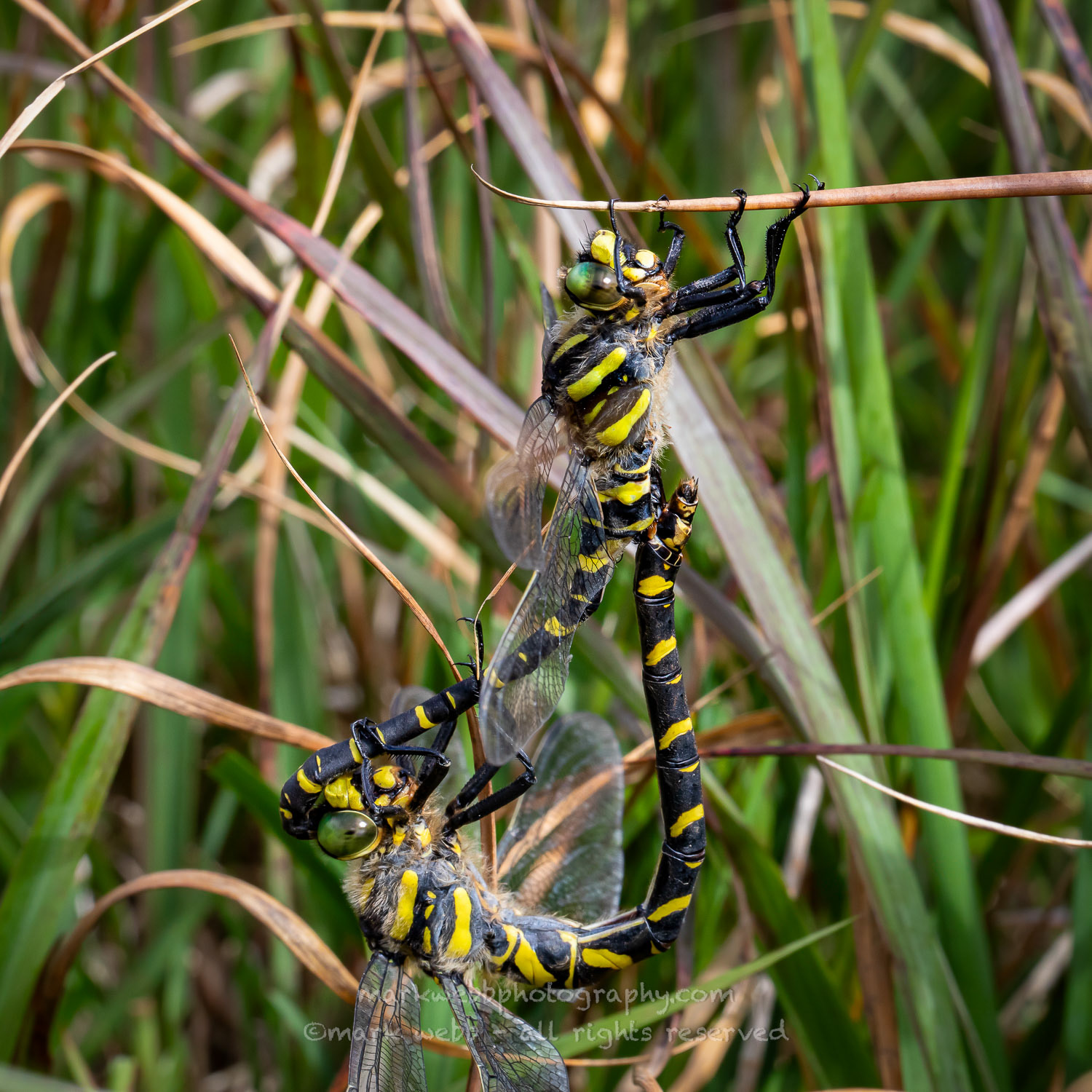 Mating