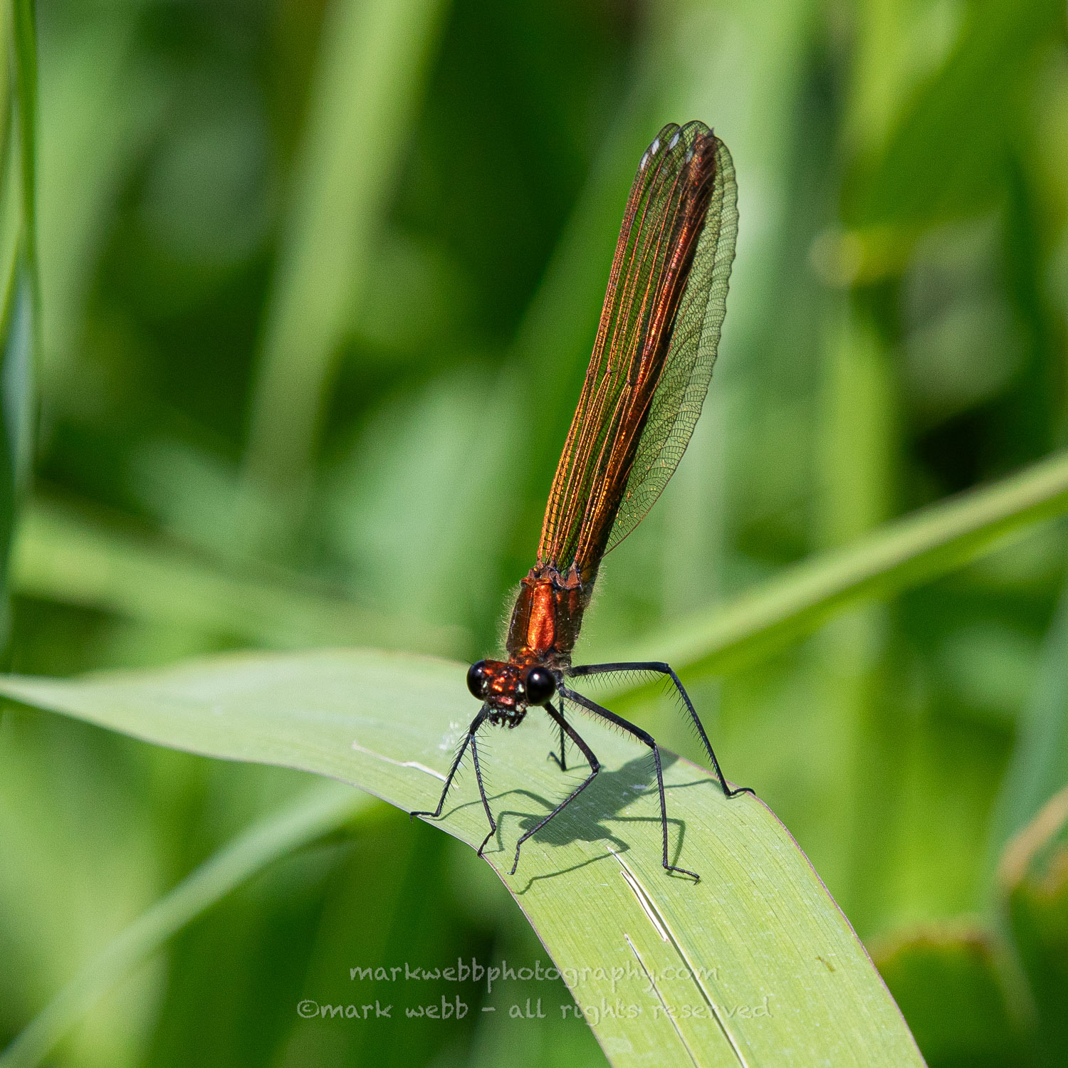 Female (Unusual Variation)