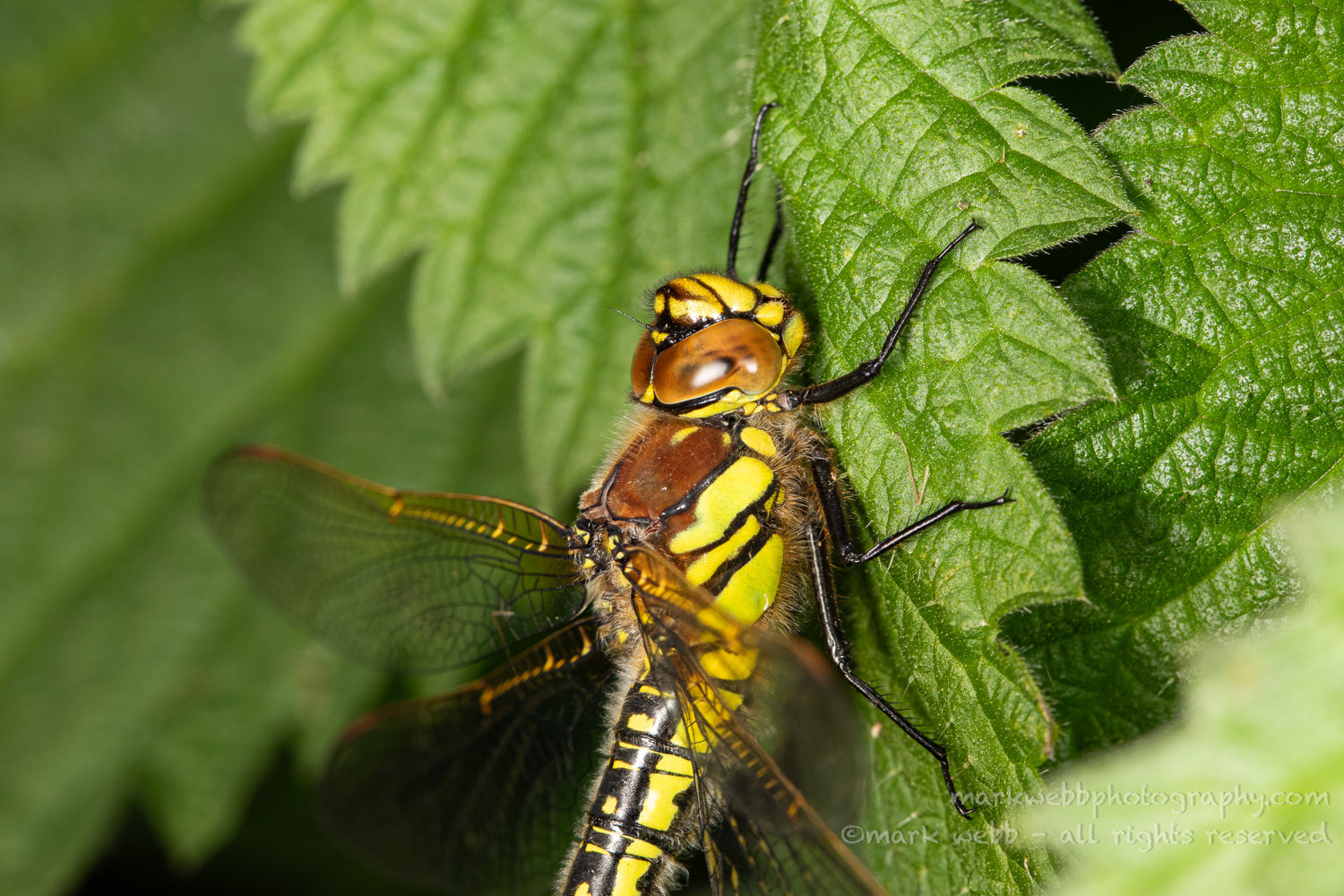 Female
