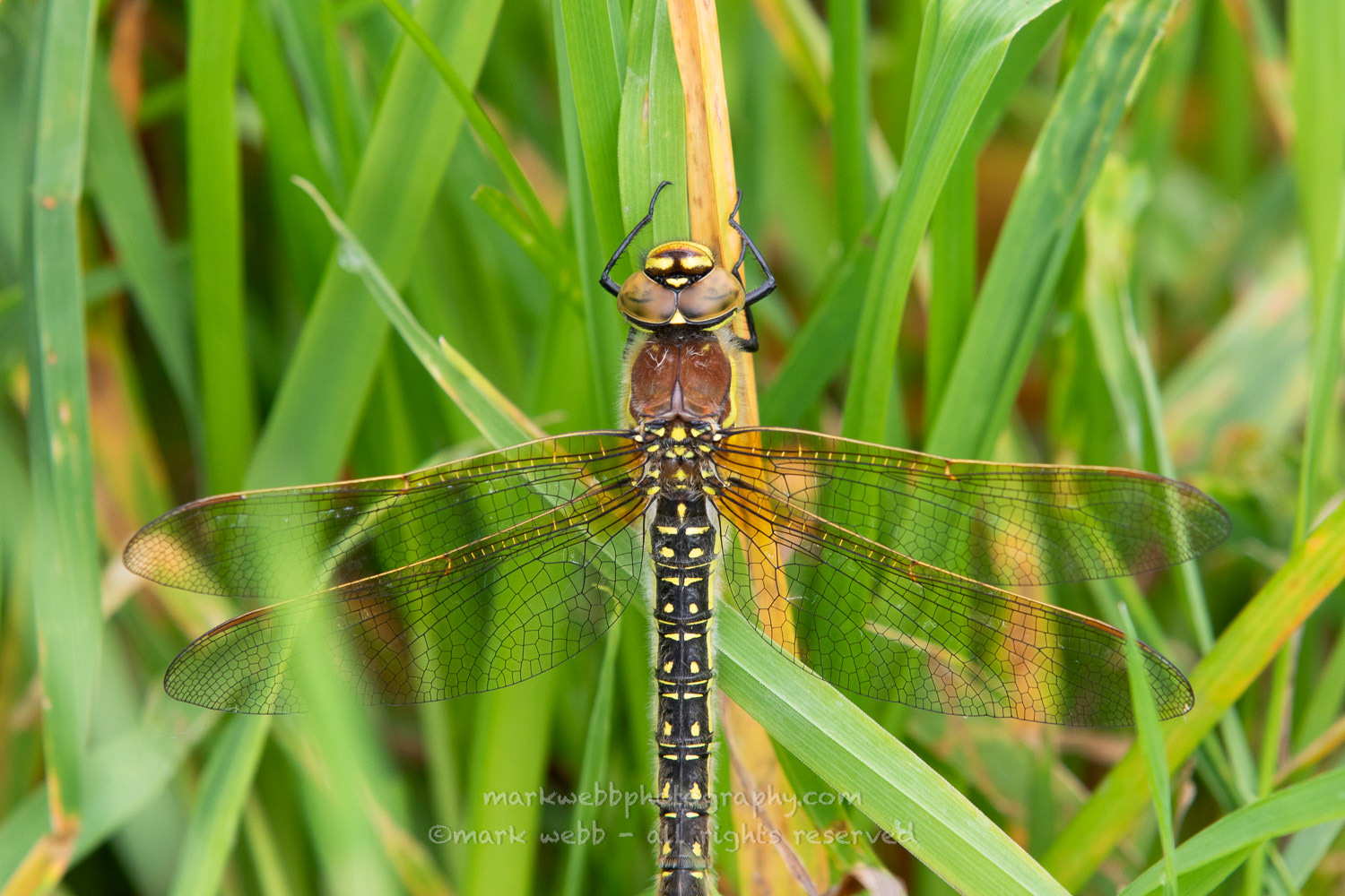 Female