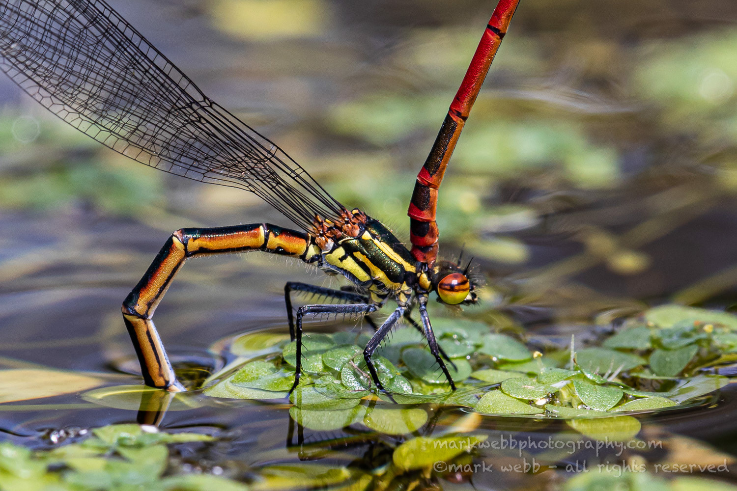 Egg Laying