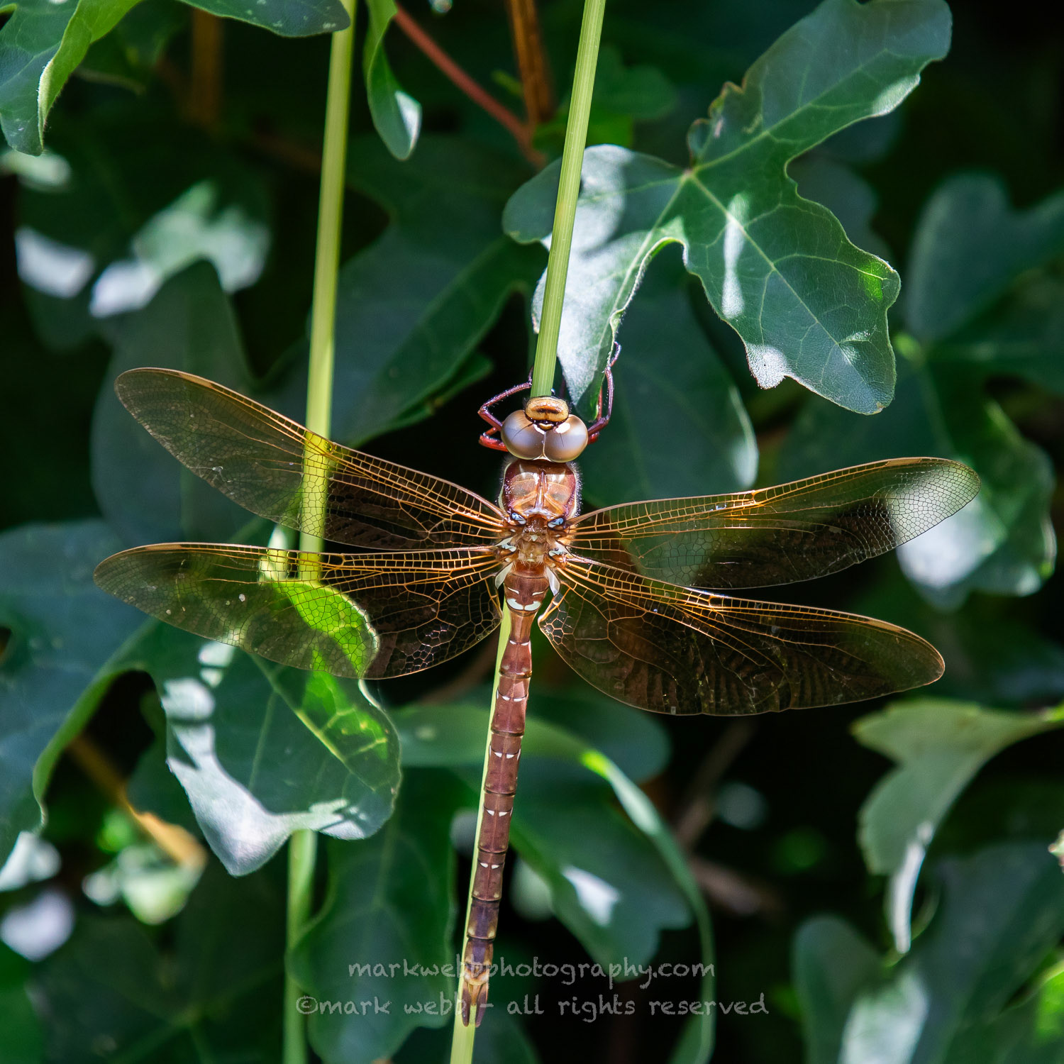 Male