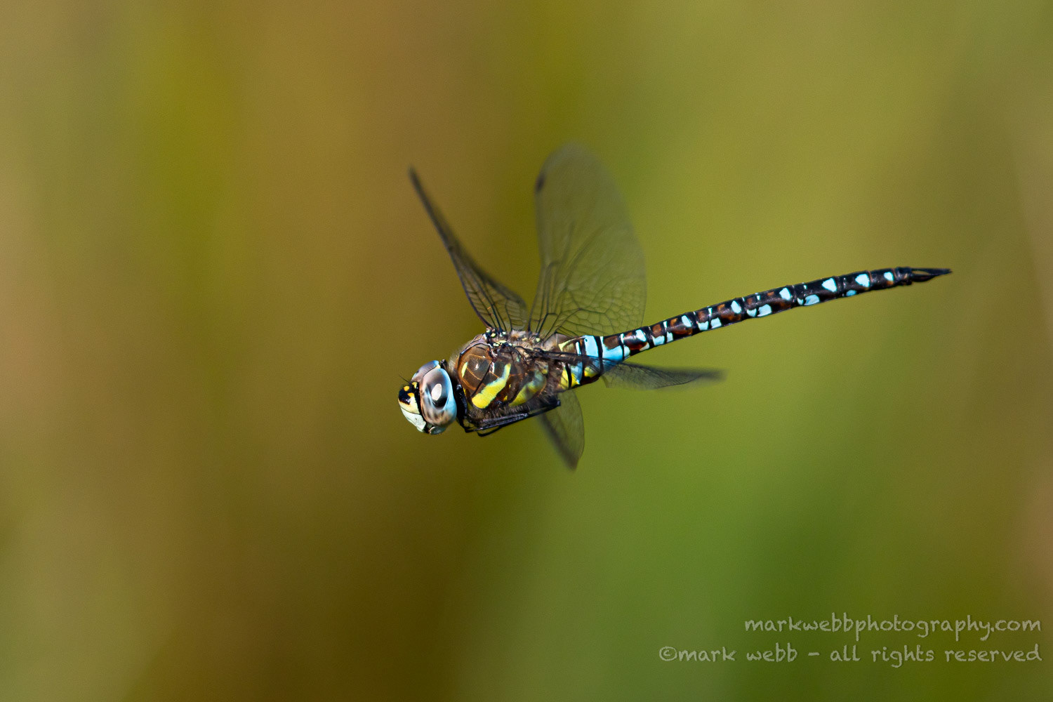Male