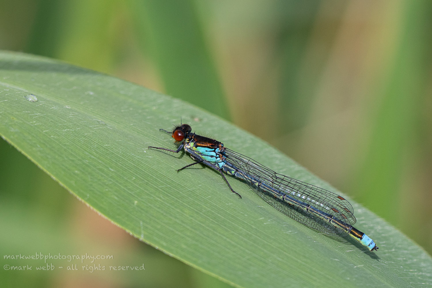 Male