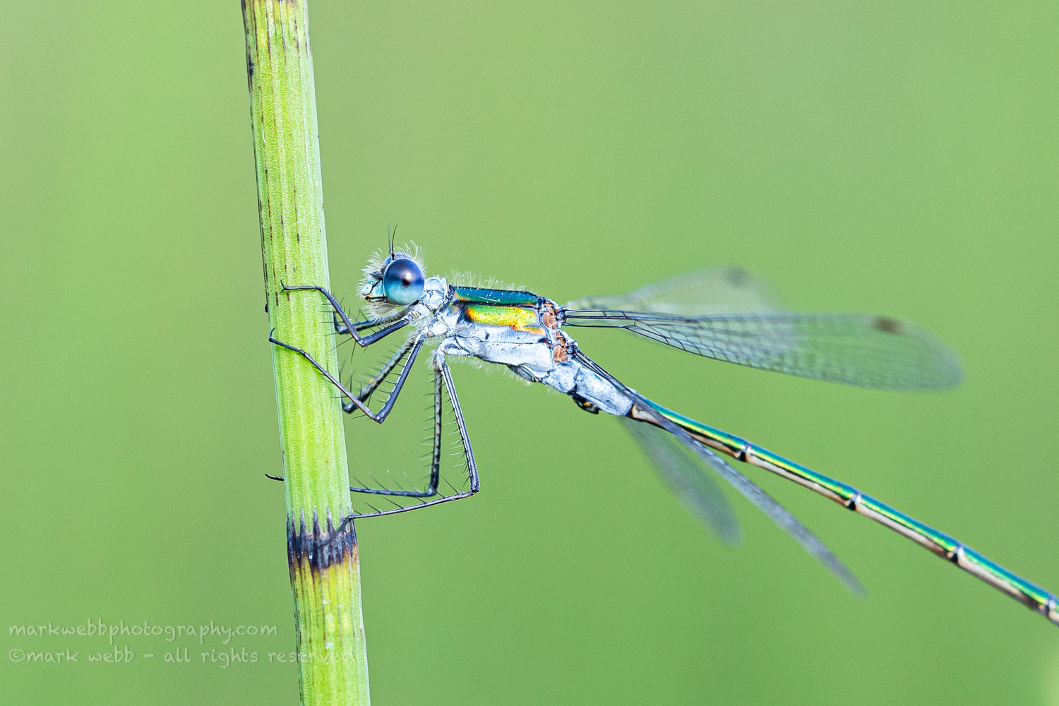 Male