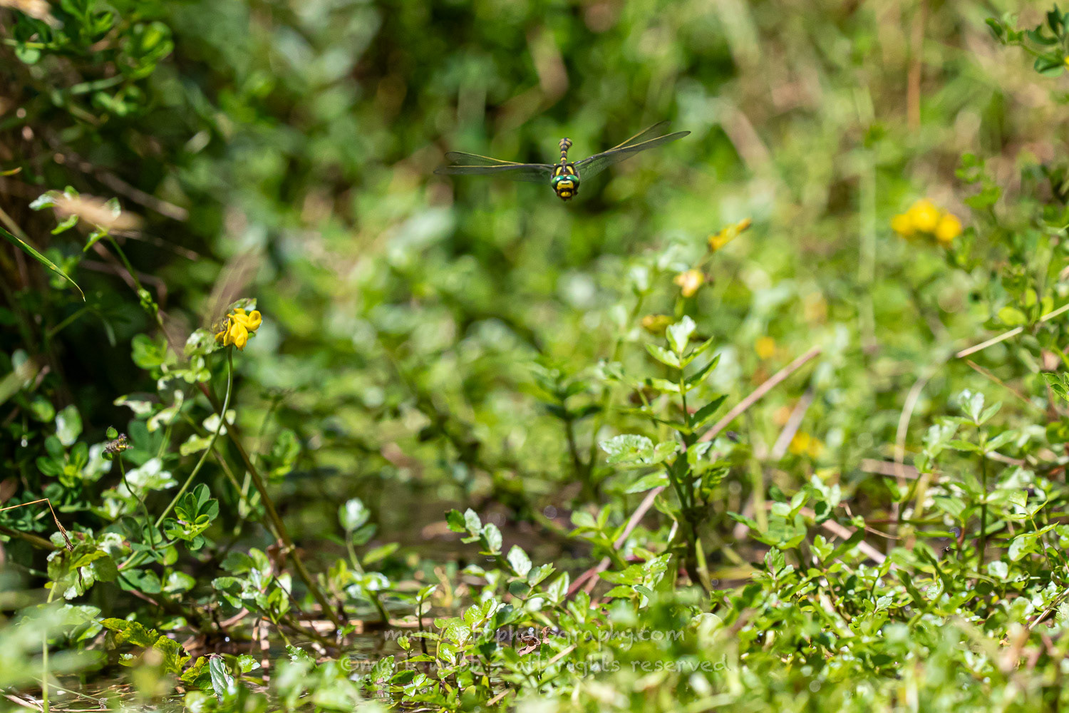 Male (Patrolling Stream)
