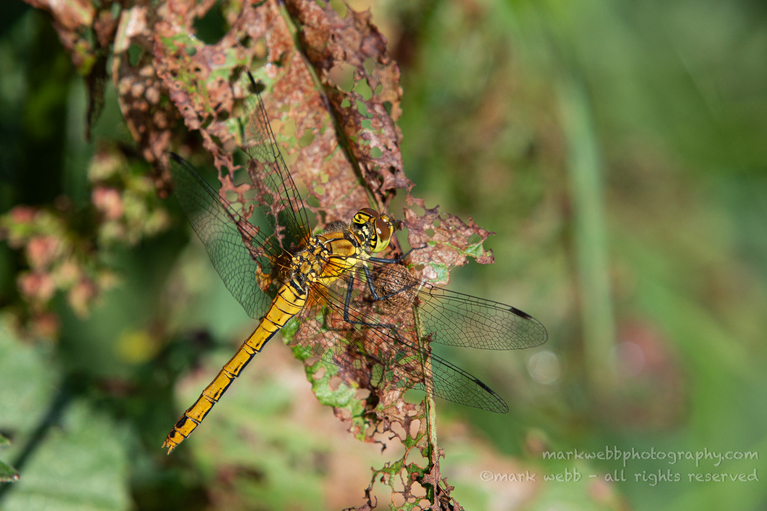 Female