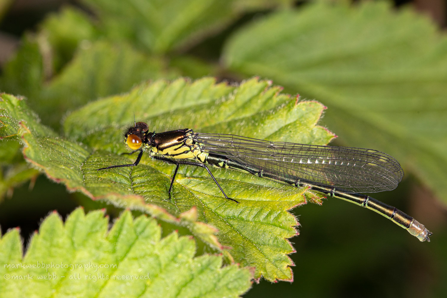 Male (Teneral / Newly Emerged)