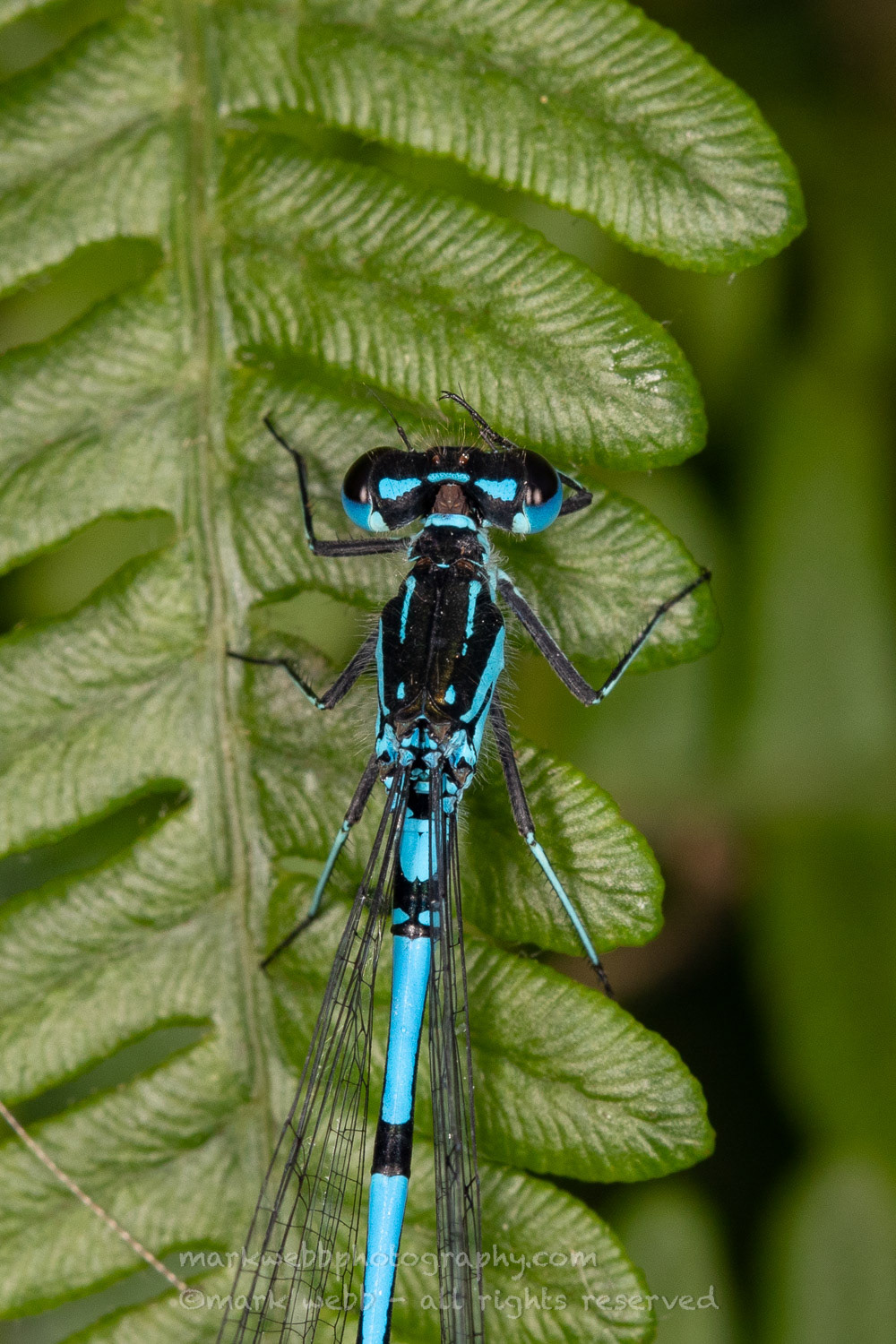 Male
