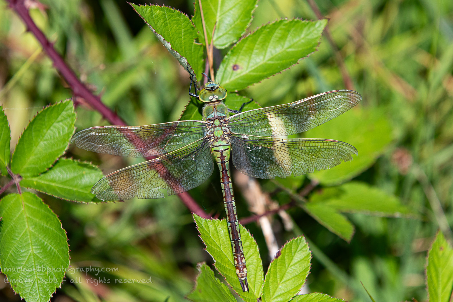 Female