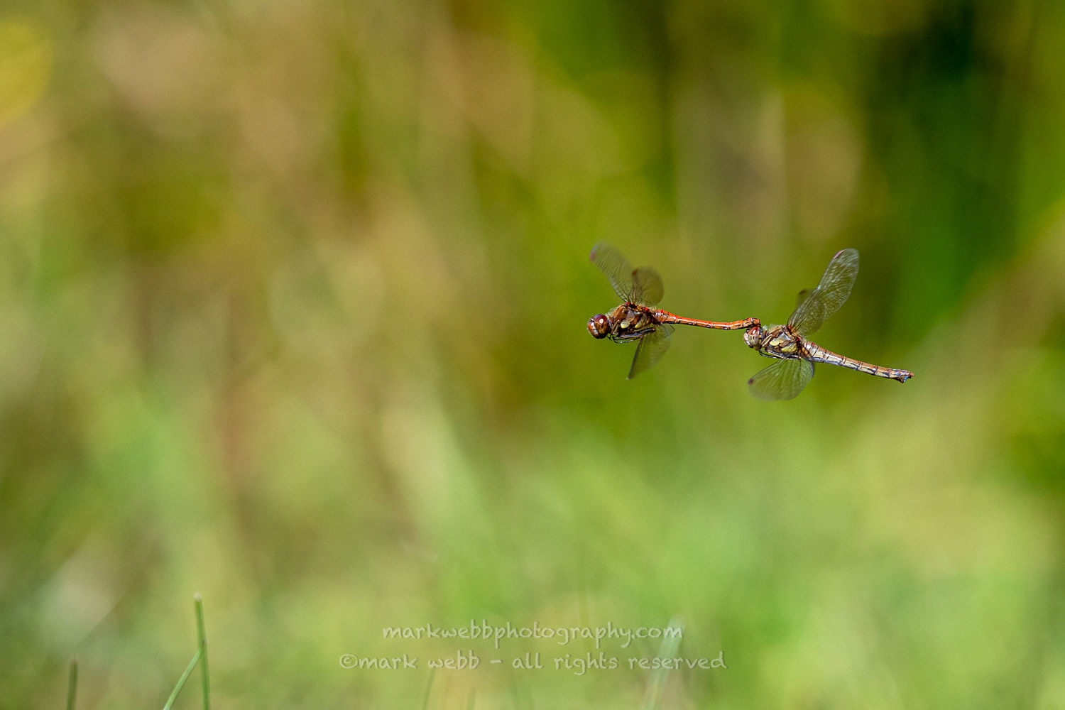In Tandem