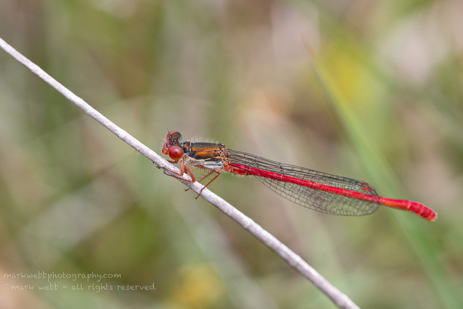 Male