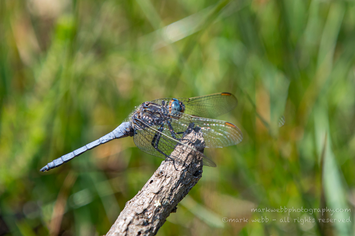Male