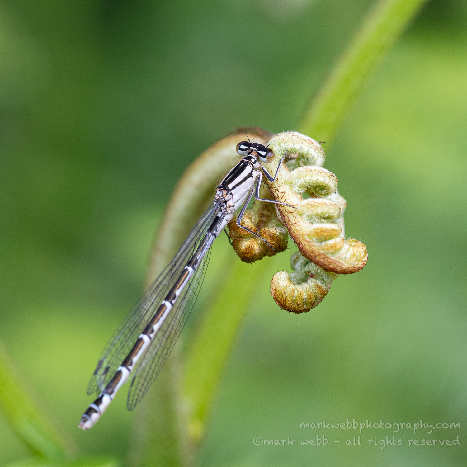 Female (Young one just beginning to go blue)