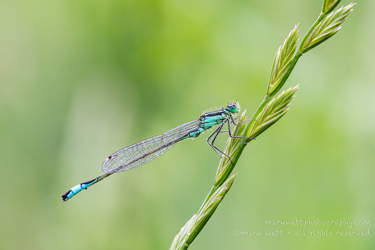 Male