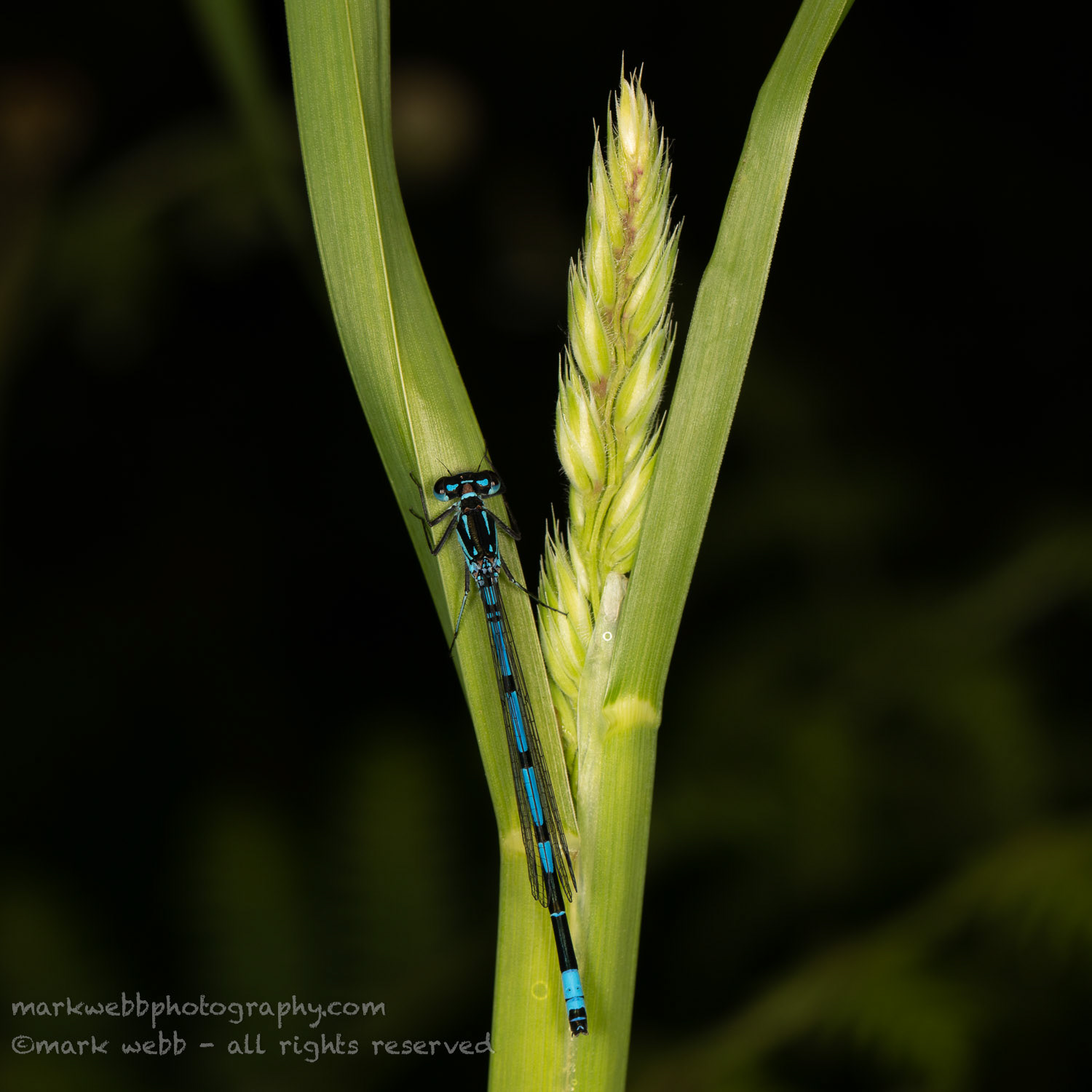 Male