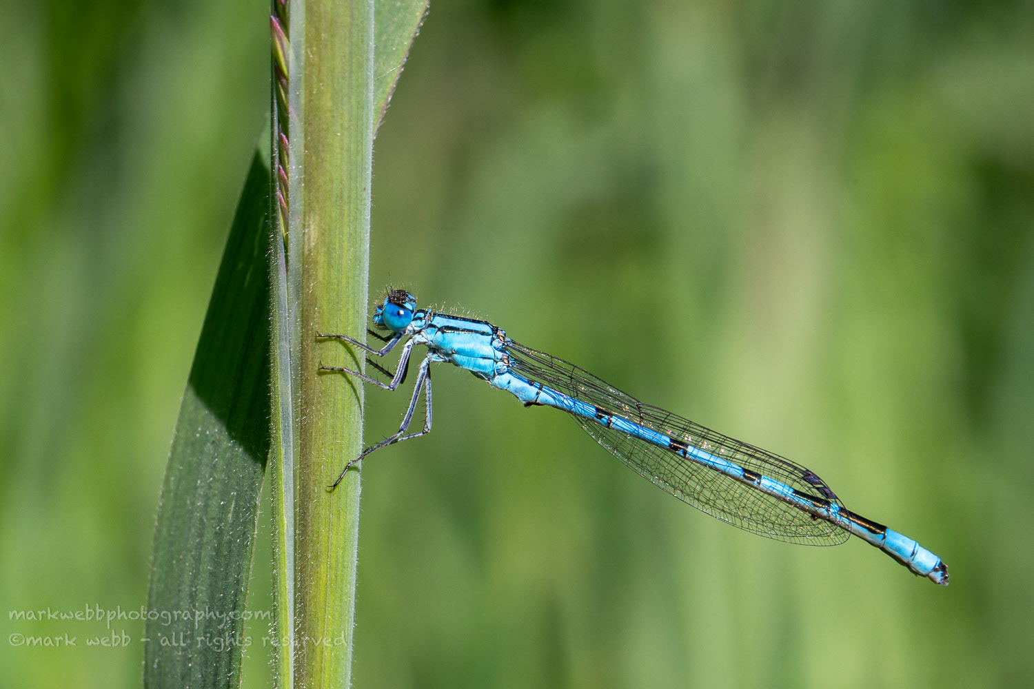 Male