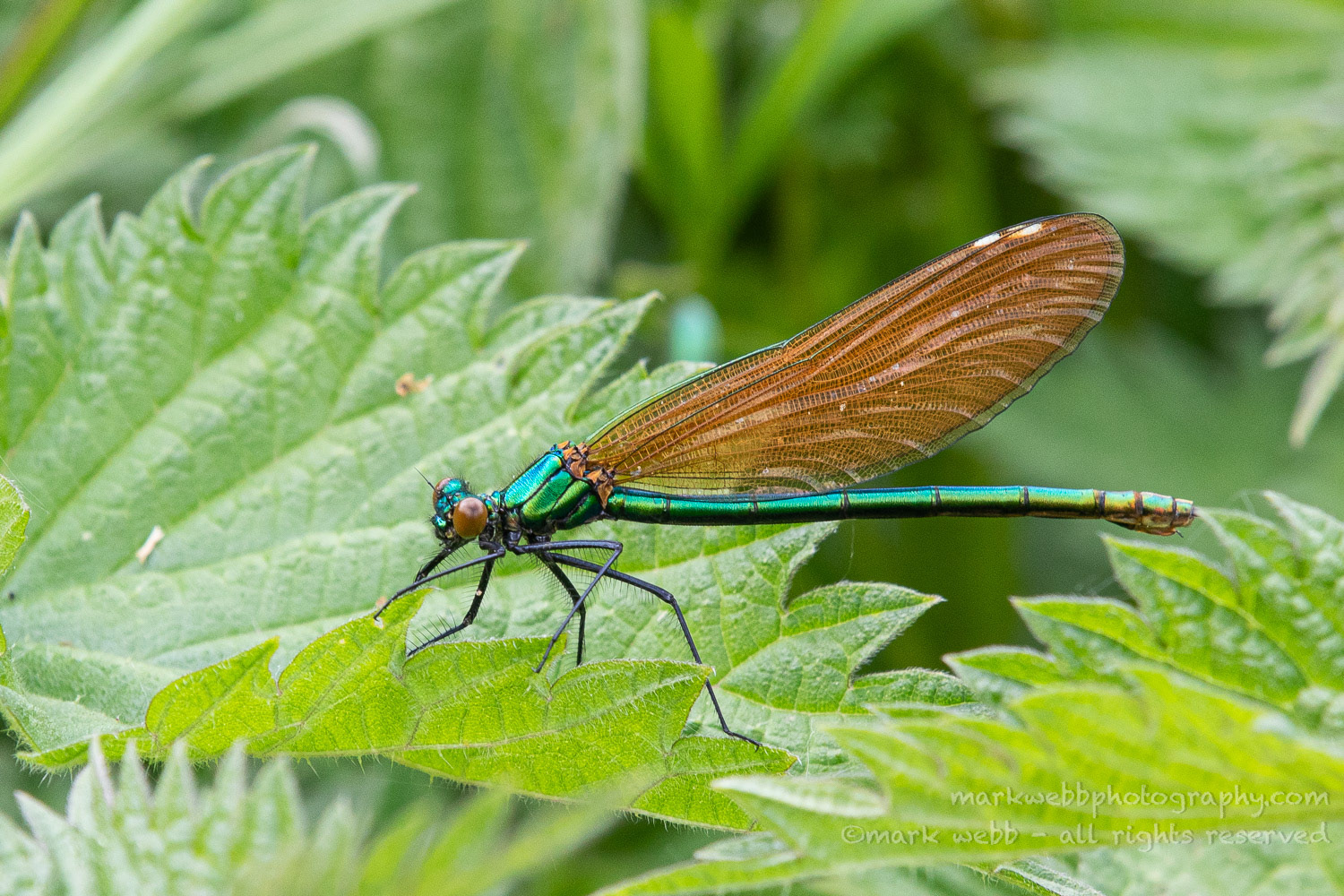 Female (immature)
