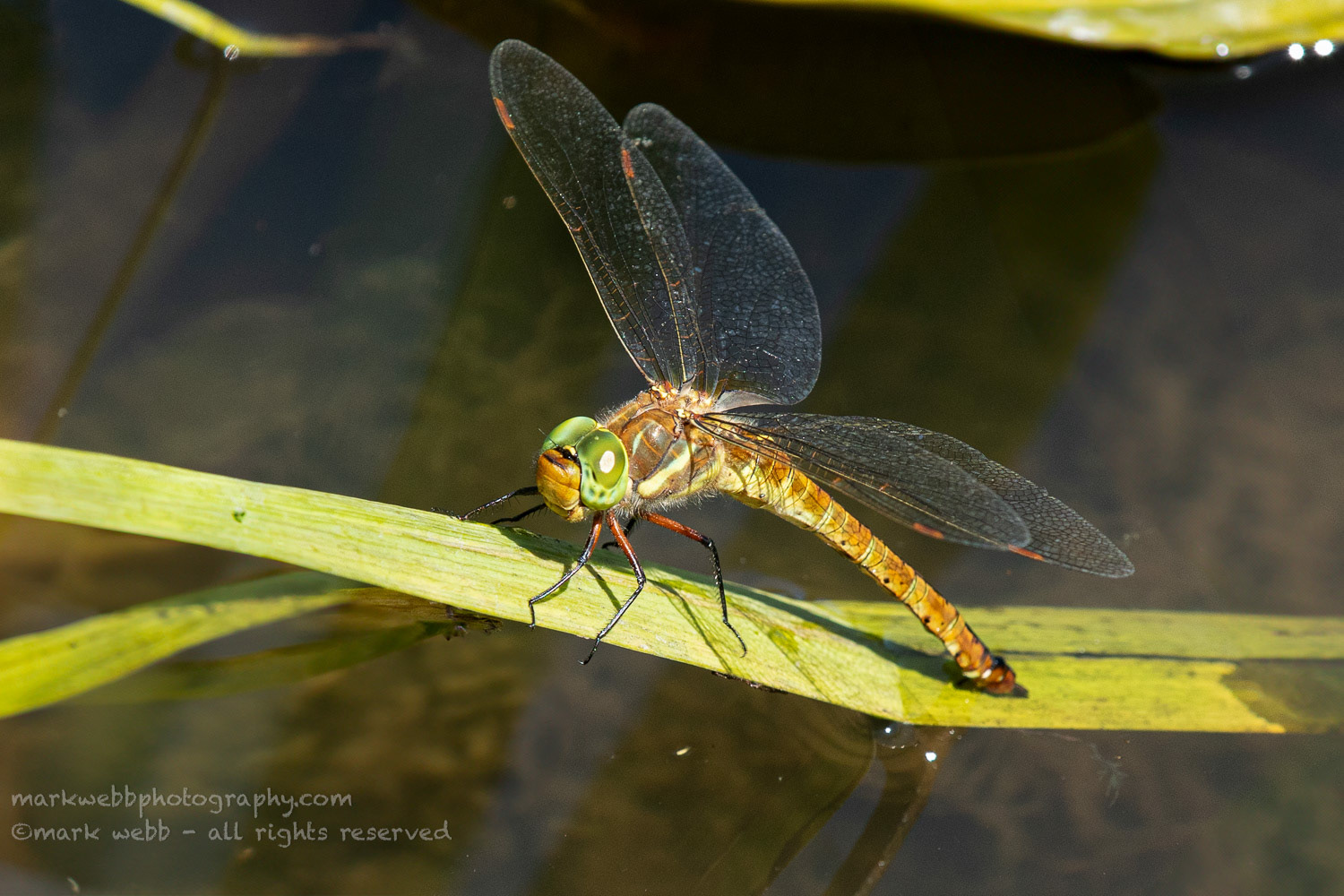 Egg Laying