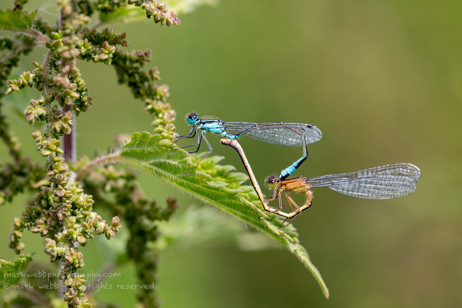 Mating