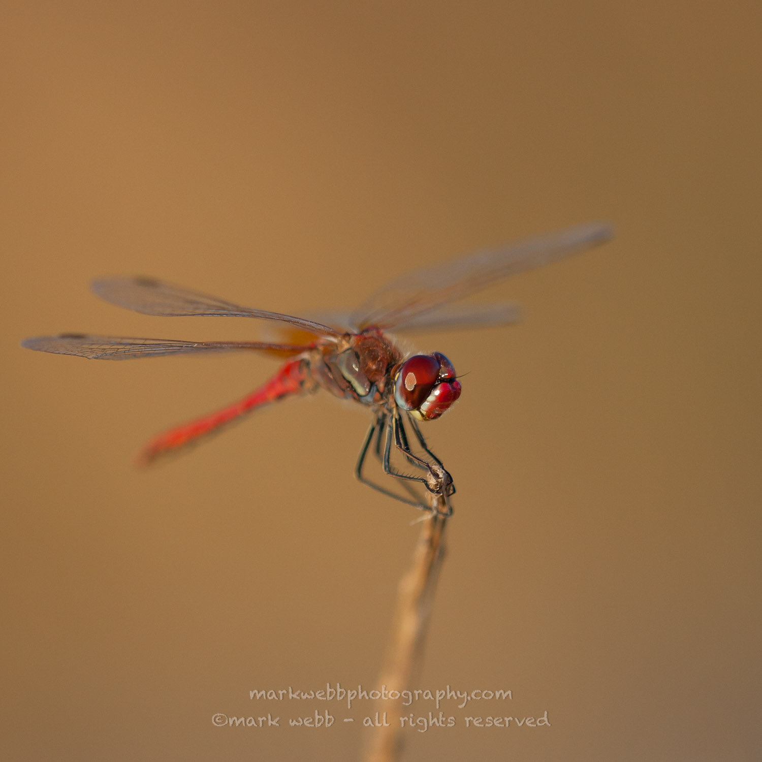Male