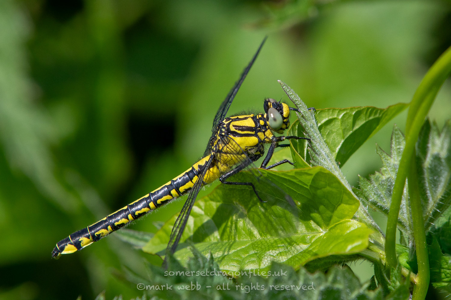 Female (Immature)