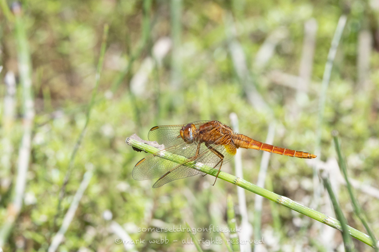 Male (Immature)