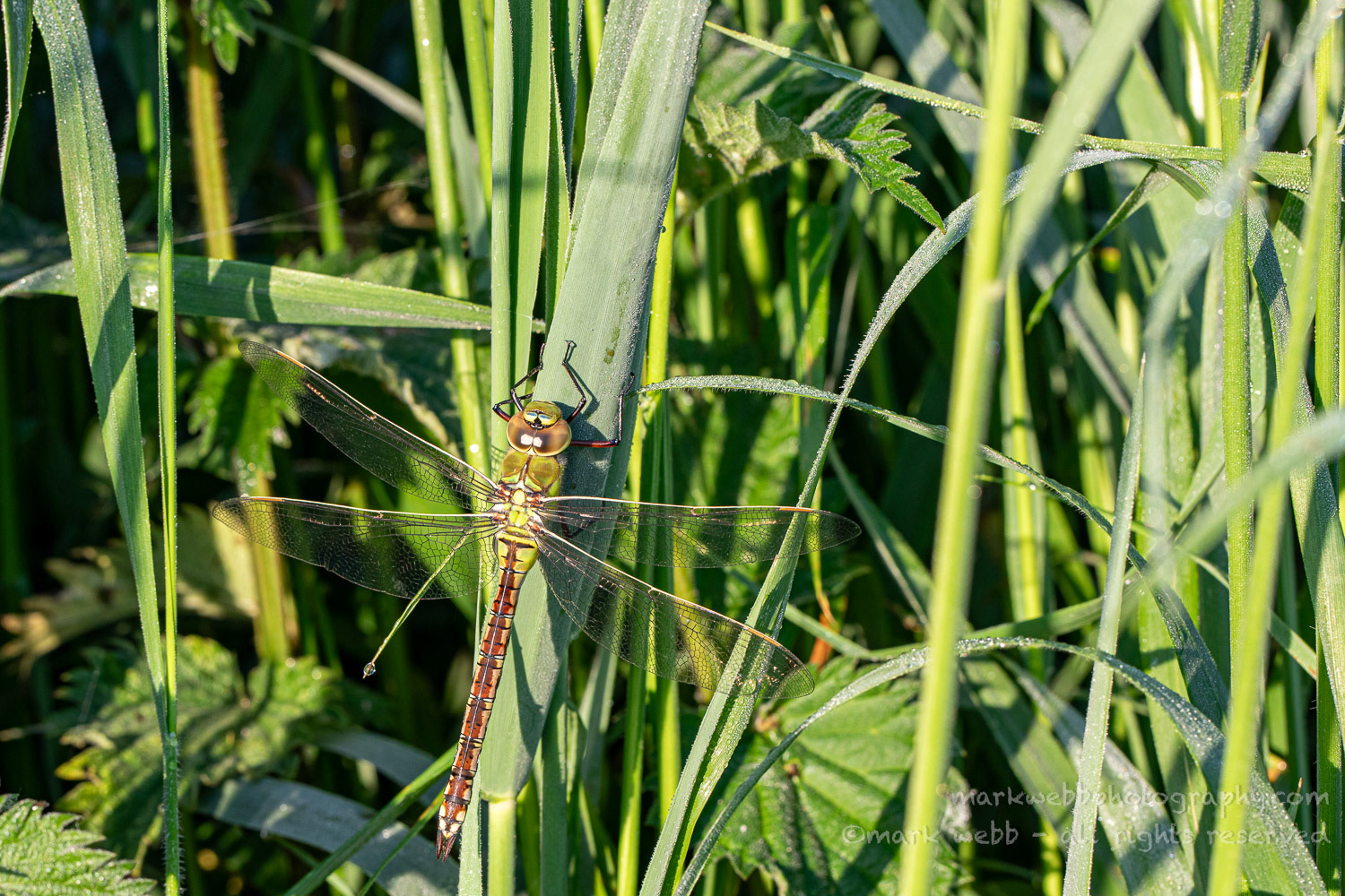 Female (Teneral / Newly Emerged)