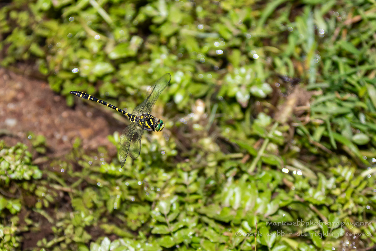 Male (Patrolling Stream)