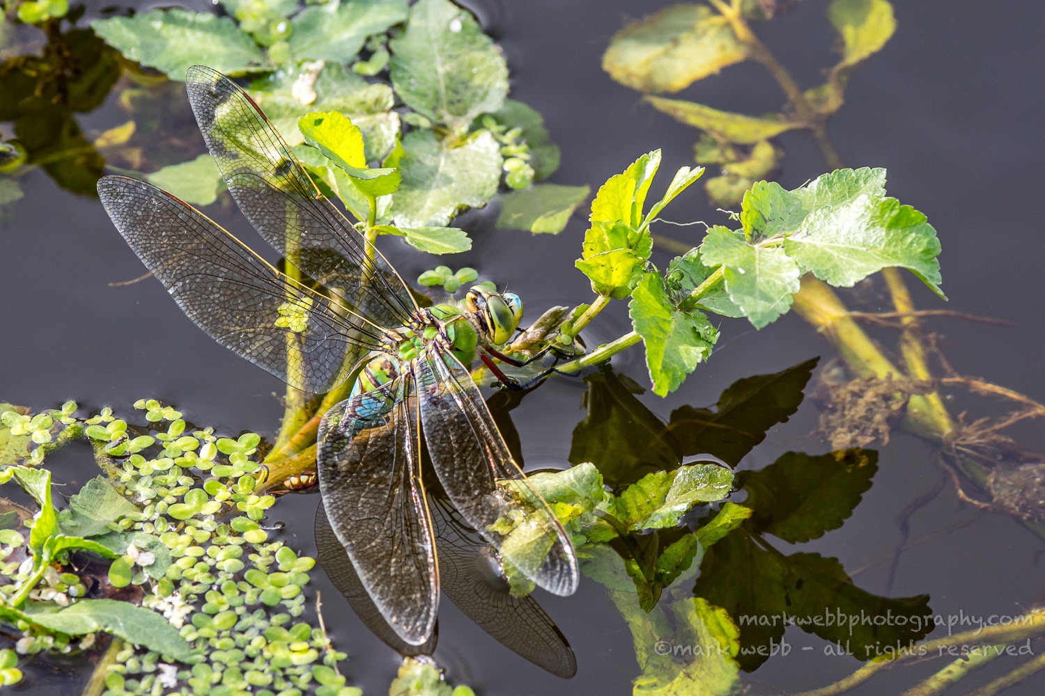 Egg Laying