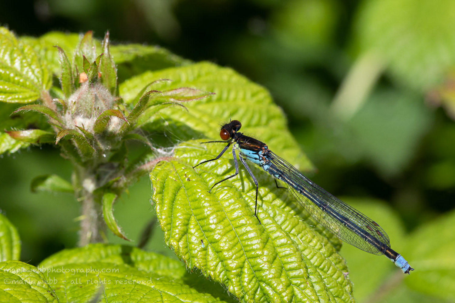 Male