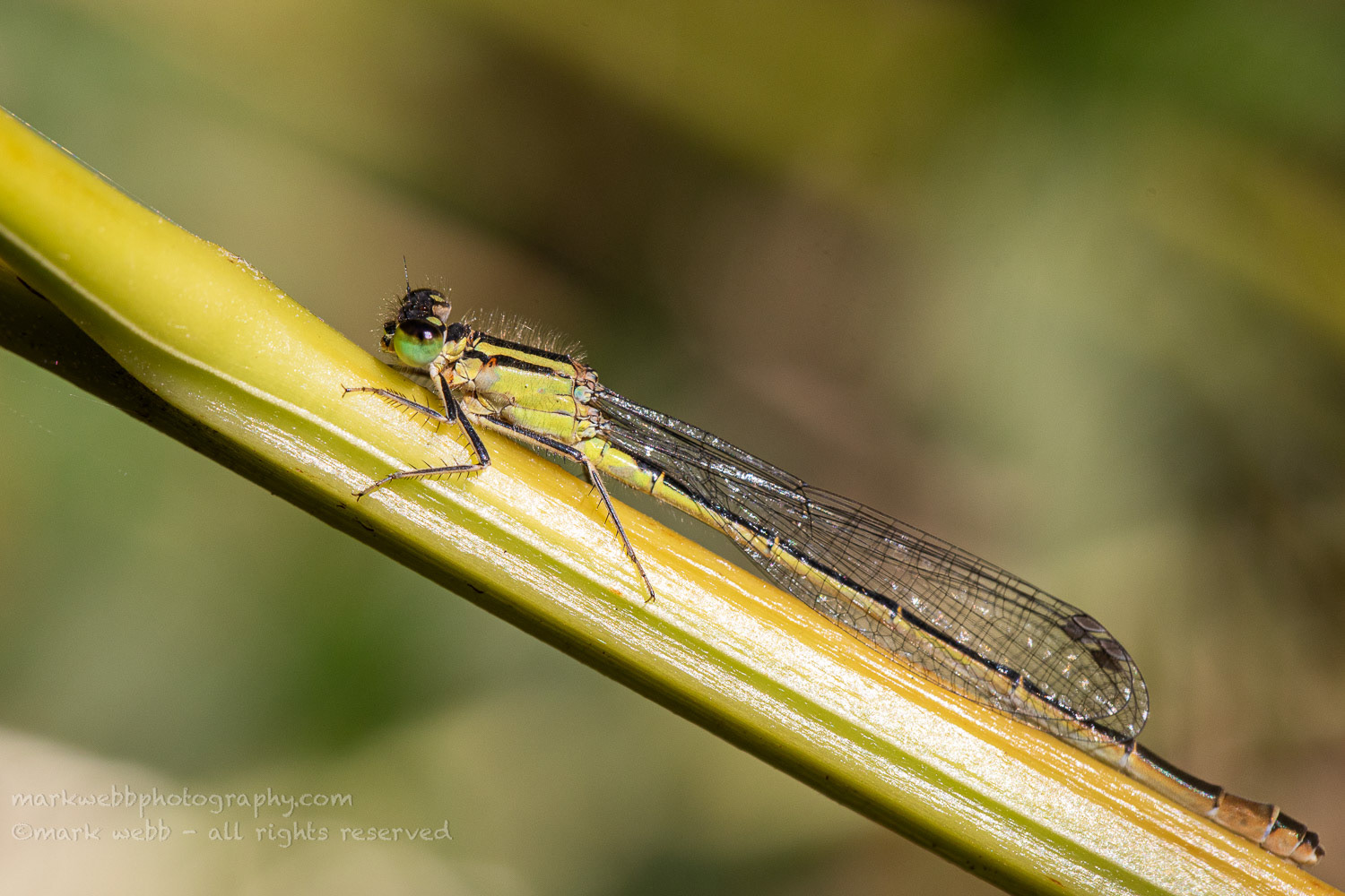 Female (infuscans)