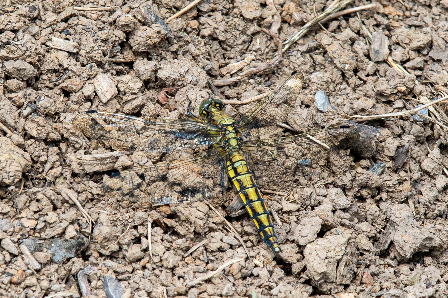 Female (Mature)